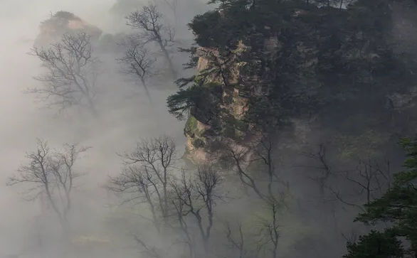 「魔雾林地图」神途天界禁地 「魔雾林地图」神途天界禁地